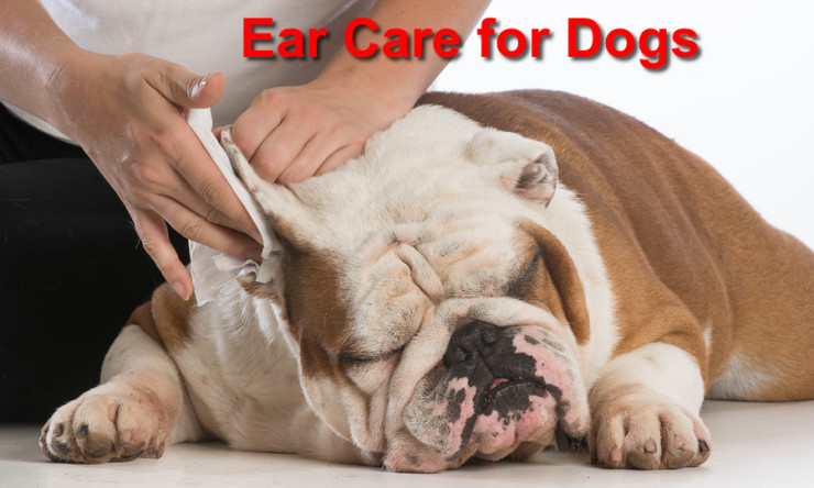 Ear Care for Dogs