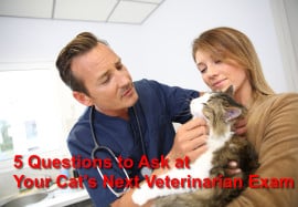 5 Questions to Ask at Your Cat’s Next Veterinarian Exam