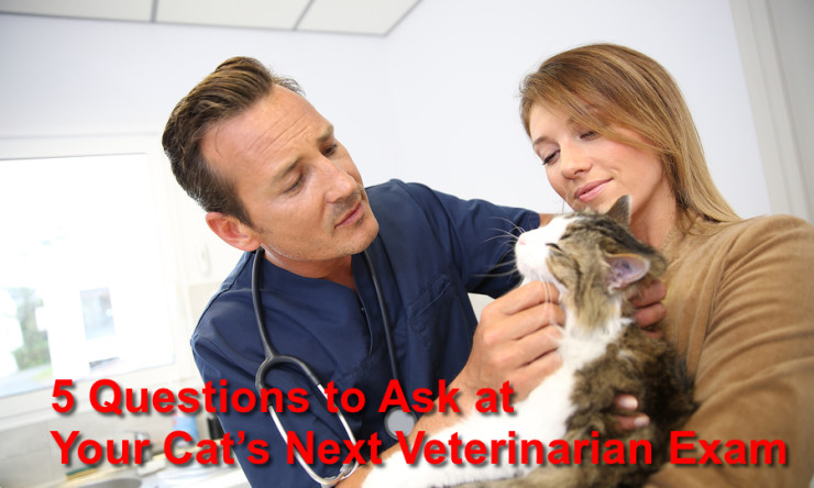 5 Questions to Ask at Your Cat’s Next Veterinarian Exam