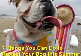 7 Things You Can Do to Protect Your Dog this Summer
