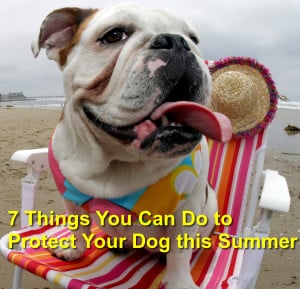 Read more about the article 7 Things You Can Do to Protect Your Dog this Summer