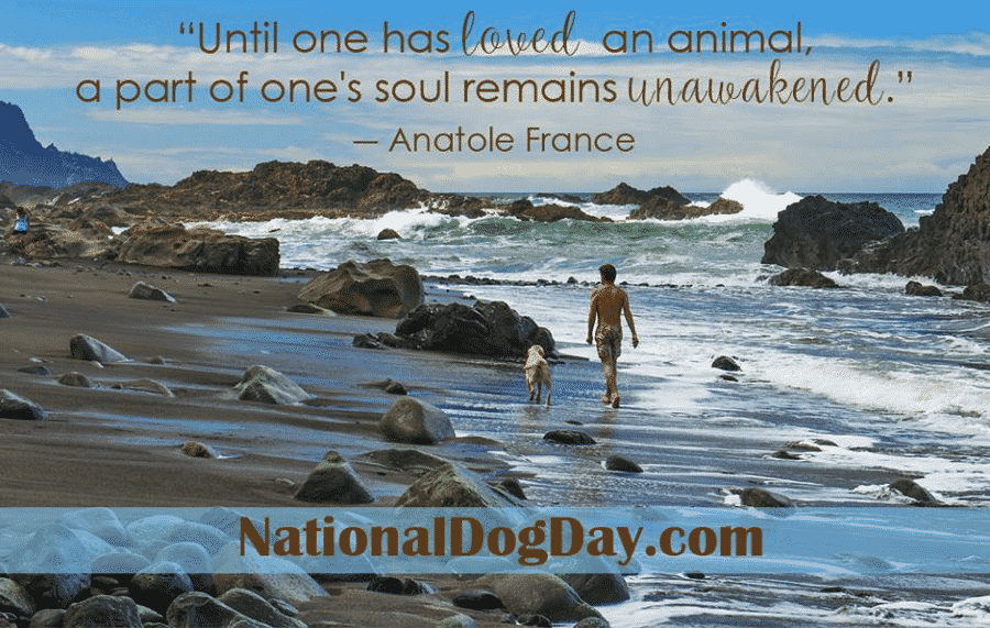 Read more about the article Today is National Dog Day
