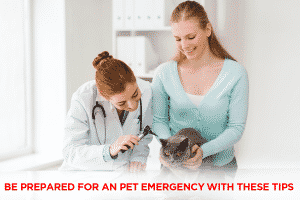 Read more about the article Be Prepared For An Pet Emergency With These Tips