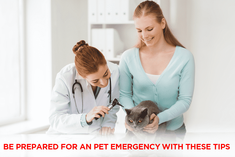 Read more about the article Be Prepared For An Pet Emergency With These Tips