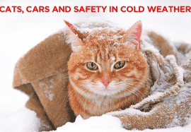 Cats, Cars and Safety in Cold Weather