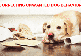 Correcting Unwanted Dog Behavior
