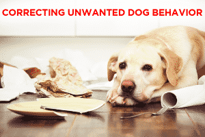 Read more about the article Correcting Unwanted Dog Behavior