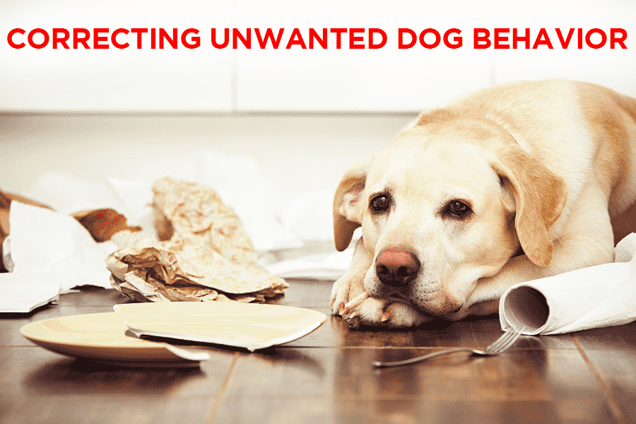 Read more about the article Correcting Unwanted Dog Behavior