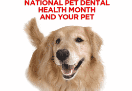 National Pet Dental Health Month and Your Pet