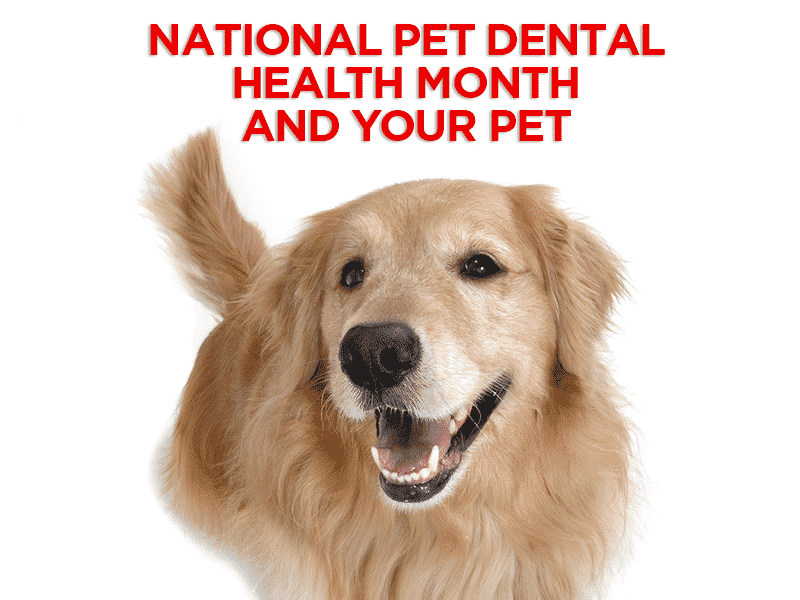 Read more about the article National Pet Dental Health Month and Your Pet