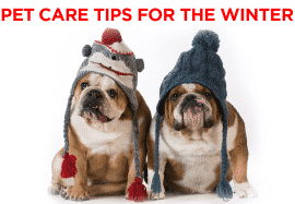 Pet Care Tips for The Winter