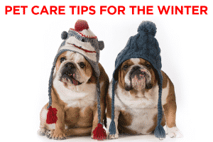 Pet Care Tips for The Winter