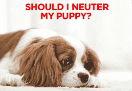 Should I Neuter My Puppy?