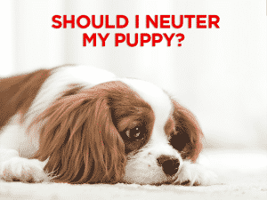 Read more about the article Should I Neuter My Puppy?
