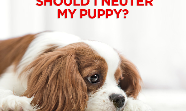 Should I Neuter My Puppy?