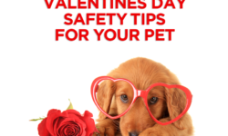 Valentines Day Safety Tips For Your Pet