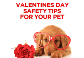 Valentines Day Safety Tips For Your Pet