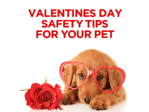Valentines Day Safety Tips