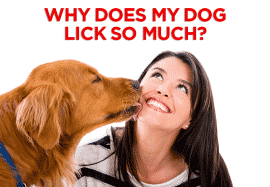 Why Does My Dog Lick So Much?