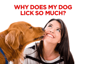 Read more about the article Why Does My Dog Lick So Much?