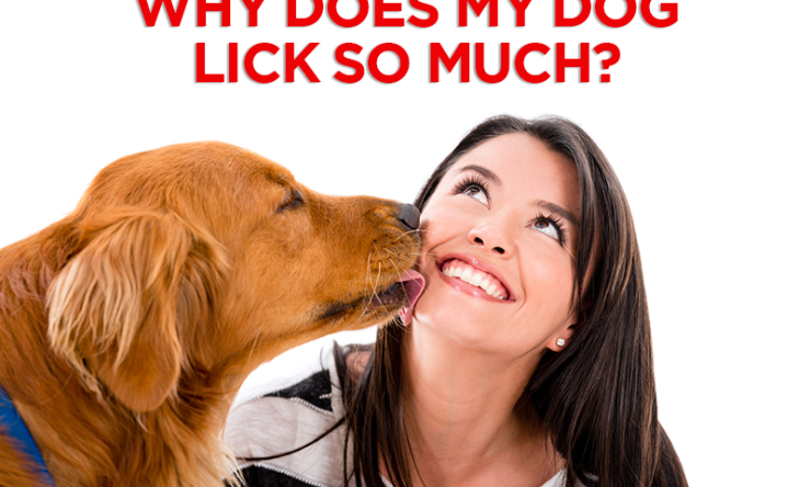 Why Does My Dog Lick So Much?