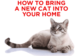 How to Bring a New Cat Into Your Home