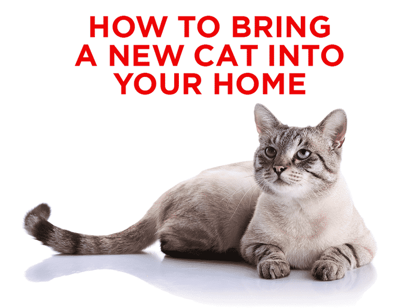 How to Bring a New Cat Into Your Home 