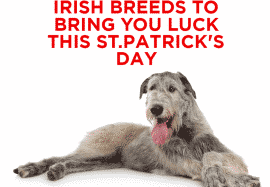 Irish Breeds to Bring You Luck This St.Patrick’s Day