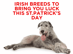 Read more about the article Irish Breeds to Bring You Luck This St.Patrick’s Day