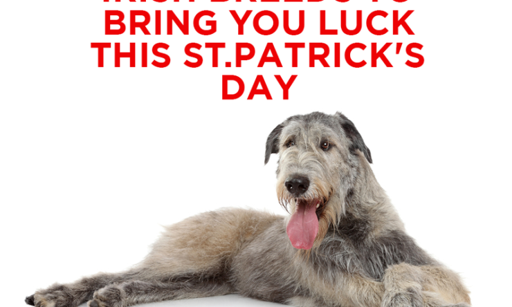 Irish Breeds to Bring You Luck This St.Patrick’s Day