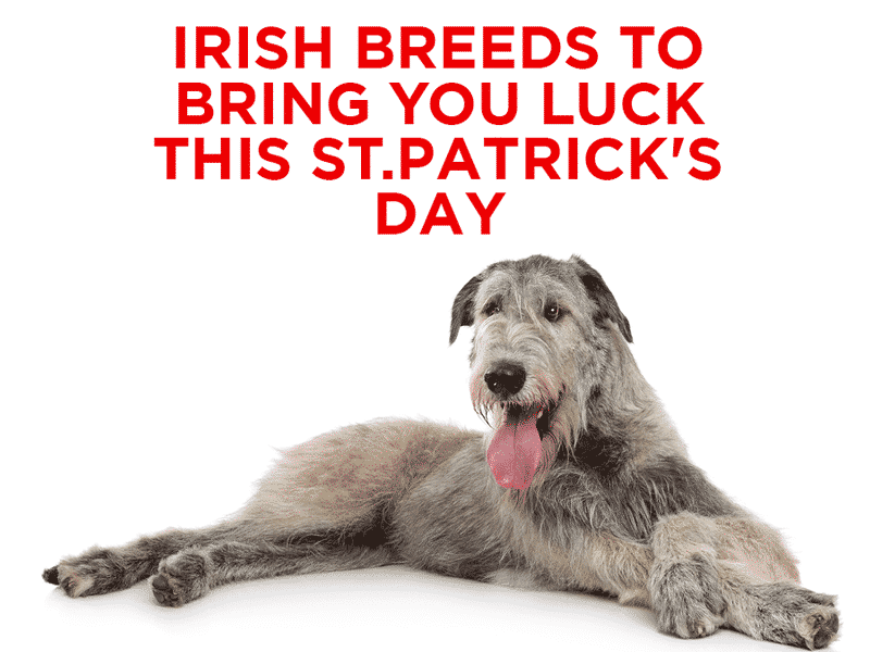 Read more about the article Irish Breeds to Bring You Luck This St.Patrick’s Day