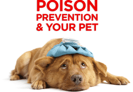 Poison Prevention and Your Pet