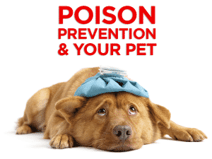 Read more about the article Poison Prevention and Your Pet