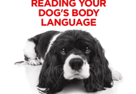 Reading Your Dog’s Body Language