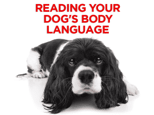 Read more about the article Reading Your Dog’s Body Language