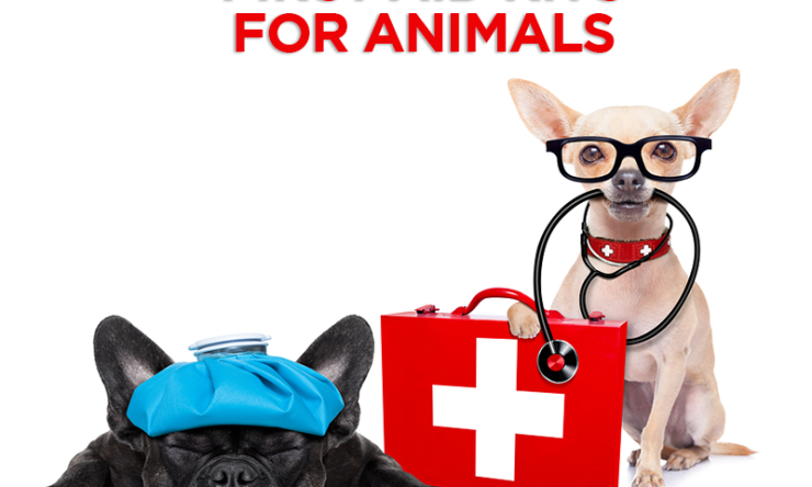 First Aid Kits For Animals