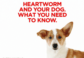 Heartworm and Your Dog. What You Need To Know.