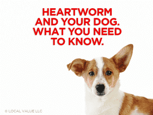 Read more about the article Heartworm and Your Dog. What You Need To Know.