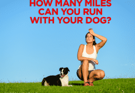 How Many Miles Can You Run With Your Dog?