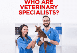 Who Are Veterinary Specialists?