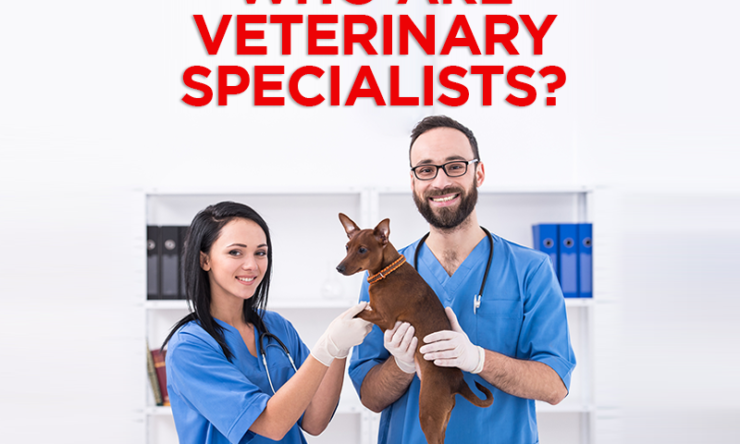 Who Are Veterinary Specialists?