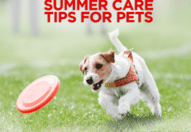 Summer Care Tips For Pets