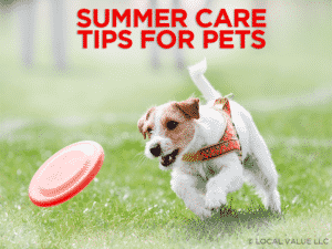Read more about the article Summer Care Tips For Pets