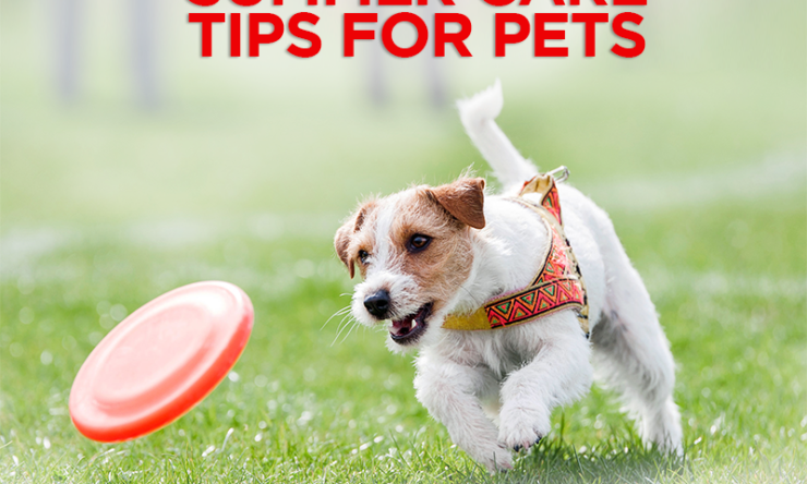 Summer Care Tips For Pets