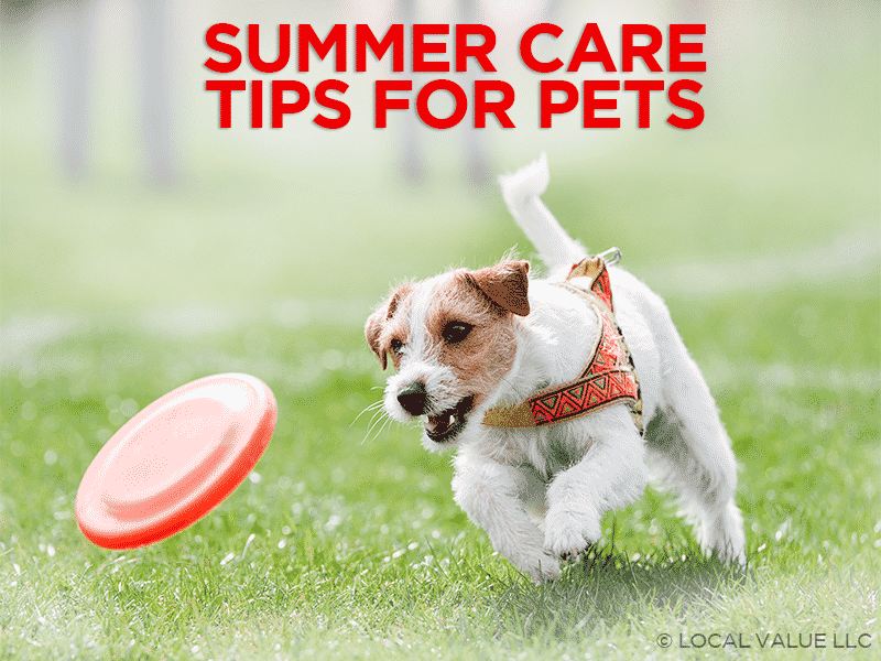 You are currently viewing Summer Care Tips For Pets