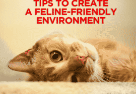 Tips to Create a Feline-Friendly Environment