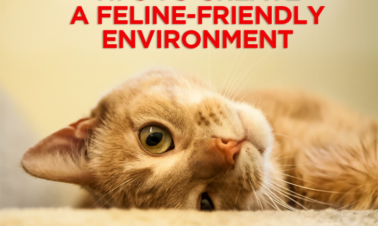 Tips to Create a Feline-Friendly Environment