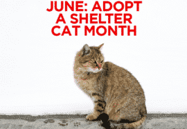 June Is Adopt a Shelter Cat Month
