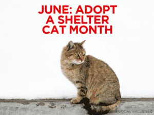 Read more about the article June Is Adopt a Shelter Cat Month