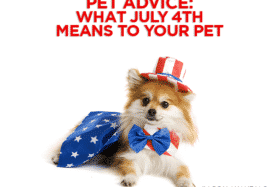 Pet Advice: What July 4th Means To Your Pet